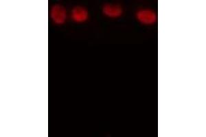 ABIN6274245 staining HuvEc cells by IF/ICC.