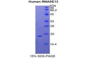 SDS-PAGE analysis of Human Ribonuclease A13 Protein. (RNASE13 Protéine)