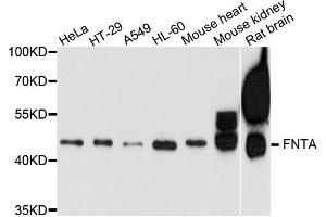 Western blot analysis of extract of various cells, using FNTA antibody. (FNTA anticorps)