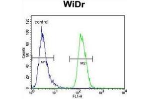 Flow cytometric analysis of WiDr cells using NARS Antibody (N-term) Cat.