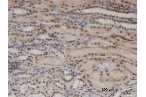 Immunoperoxidase of monoclonal antibody to RBM8A on formalin-fixed paraffin-embedded human kidney. (RBM8A anticorps  (AA 1-174))
