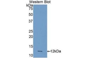 Western Blotting (WB) image for anti-Caspase 4, Apoptosis-Related Cysteine Peptidase (CASP4) (AA 290-377) antibody (ABIN3206153) (Caspase 4 anticorps  (AA 290-377))