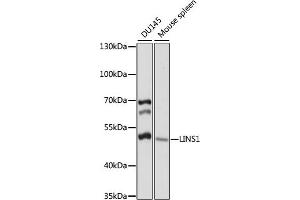 Western blot analysis of extracts of various cell lines, using LINS1 antibody (ABIN7268272) at 1:1000 dilution. (LINS anticorps  (AA 541-700))