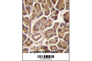 PIPPIN Antibody immunohistochemistry analysis in formalin fixed and paraffin embedded human pancreas tissue followed by peroxidase conjugation of the secondary antibody and DAB staining.