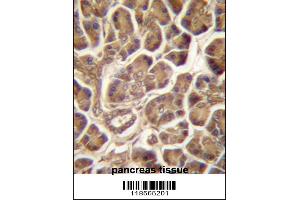 PIPPIN Antibody immunohistochemistry analysis in formalin fixed and paraffin embedded human pancreas tissue followed by peroxidase conjugation of the secondary antibody and DAB staining. (CSDC2 anticorps  (AA 76-105))
