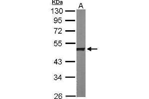 WB Image Sample (50 ug of whole cell lysate) A: Mouse brain 10% SDS PAGE antibody diluted at 1:1000