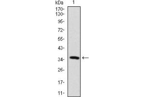 Western blot analysis using MAP2 antibody against human MAP2 recombinant protein. (MAP2 anticorps  (AA 24-123))