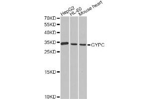 Western blot analysis of extracts of various cell lines, using GYPC antibody (ABIN1872924) at 1:1000 dilution. (CD236/GYPC anticorps)