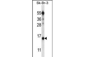BTF3L4 Antibody (C-term) (ABIN657591 and ABIN2846592) western blot analysis in SK-BR-3 cell line lysates (35 μg/lane). (BTF3L4 anticorps  (C-Term))