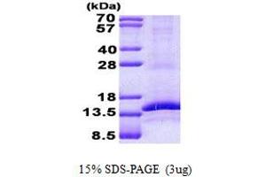 Image no. 1 for CD3g Molecule, gamma (CD3-TCR Complex) (CD3G) protein (His tag) (ABIN1098786)