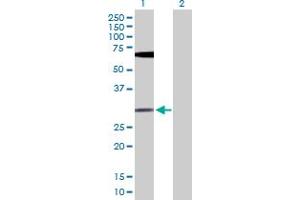 Western Blot analysis of FGF13 expression in transfected 293T cell line by FGF13 MaxPab polyclonal antibody. (FGF13 anticorps  (AA 1-245))