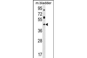 HOXD13 Antibody (Center) (ABIN655171 and ABIN2844789) western blot analysis in mouse bladder tissue lysates (35 μg/lane). (Homeobox D13 anticorps  (AA 202-230))