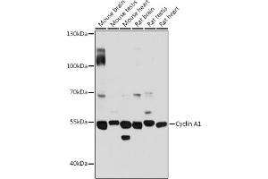 Western blot analysis of extracts of various cell lines, using Cyclin  antibody (4529) at 1:3000 dilution. (Cyclin A1 anticorps  (AA 350-450))