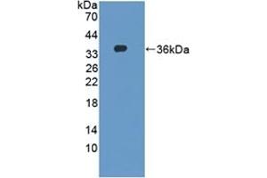 Detection of Recombinant DAPP1, Mouse using Polyclonal Antibody to Dual Adaptor Of Phosphotyrosine And 3-Phosphoinositides (DAPP1)