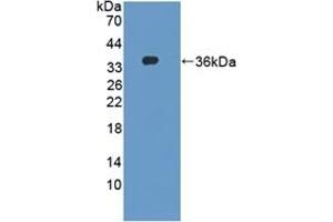 Detection of Recombinant DAPP1, Mouse using Polyclonal Antibody to Dual Adaptor Of Phosphotyrosine And 3-Phosphoinositides (DAPP1) (DAPP1 anticorps  (AA 1-280))