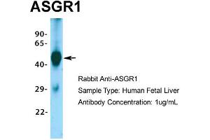 Host: Rabbit Target Name: ASGR1 Sample Type: Human Fetal Liver Antibody Dilution: 1. (Asialoglycoprotein Receptor 1 anticorps  (Middle Region))