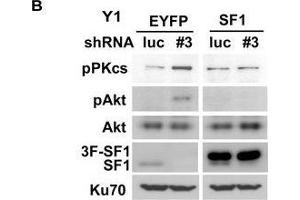 SF-1 controls centrosome homeostasis independent of its DNA binding domain.
