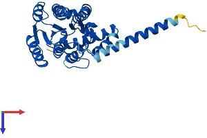 AlphaFold protein structure predicition of Mouse Recombinant Hsd17b12 Protein, UniprotID O70503
