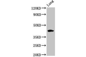Western Blot Positive WB detected in: Rat lung tissue All lanes: FUT3 antibody at 5. (FUT3 anticorps  (AA 83-187))