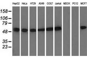 Western blot analysis of extracts (35 µg) from 9 different cell lines by using anti-TUBA8 monoclonal antibody. (TUBA8 anticorps)