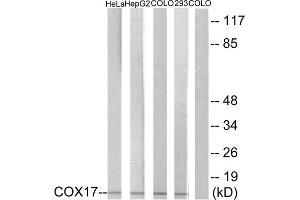 Western Blotting (WB) image for anti-COX17 Cytochrome C Oxidase Assembly Protein 17 (COX17) (N-Term) antibody (ABIN1850318) (COX17 anticorps  (N-Term))