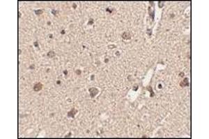 Immunohistochemistry: ATG12 antibody staining of Human brain tissue at 2. (ATG12 anticorps  (N-Term))