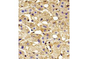 Immunohistochemical analysis of paraffin-embedded H.