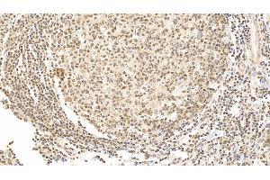 Detection of FOXP3 in Human Tonsil Tissue using Monoclonal Antibody to Forkhead Box P3 (FOXP3)