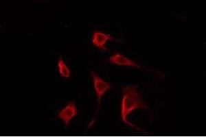 ABIN6274979 staining Hela cells by IF/ICC. (CDC42EP2 anticorps  (N-Term))