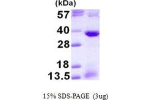 SDS-PAGE (SDS) image for Activating Transcription Factor 1 (AFT1) (AA 1-271) protein (His tag) (ABIN668009)
