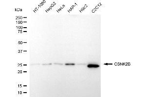anti-Casein Kinase 2, beta (CSNK2B) antibody