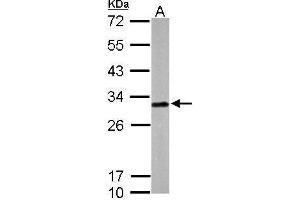 WB Image Sample (50 ug of whole cell lysate) A: mouse brain 12% SDS PAGE antibody diluted at 1:1000