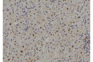 ABIN6278350 at 1/100 staining Human liver tissue by IHC-P. (COPS7B anticorps  (Internal Region))