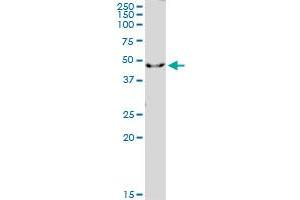 IL1R2 MaxPab polyclonal antibody.