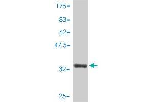 Western Blot detection against Immunogen (34.