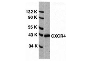 Western Blotting (WB) image for anti-Chemokine (C-X-C Motif) Receptor 4 (CXCR4) (N-Term) antibody (ABIN1031336) (CXCR4 anticorps  (N-Term))