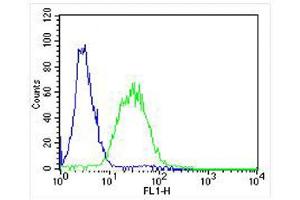Overlay histogram showing ZF4 cells stained with (ABIN6242156 and ABIN6578282) (green line).