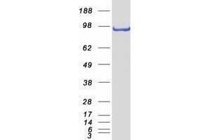 Validation with Western Blot
