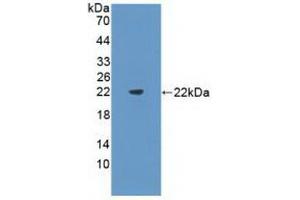 Western blot analysis of recombinant Mouse Flt3L. (FLT3LG anticorps  (AA 27-189))