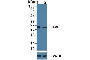 Western blot analysis of (1) Wild-type HL-60 cell lysate, and (2) Bcl2 knockout HL-60 cell lysate, using Rabbit Anti-Mouse BCL2 Antibody (5 µg/ml) and HRP-conjugated Goat Anti-Mouse antibody (abx400001, 0. (Bcl-2 anticorps  (AA 2-208))
