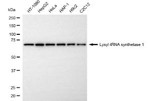 Western blotting analysis using lysyl-tRNA synthetase 1 antibody (ABIN7800951). (Recombinant Lysyl-tRNA Synthetase 1 anticorps)