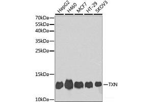 Western blot analysis of extracts of various cell lines using TXN Polyclonal Antibody at dilution of 1:1000. (TXN anticorps)
