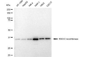Western blotting analysis using RAD51 recombinase antibody (ABIN7798367). (Recombinant RAD51 anticorps)