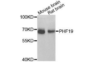 Western blot analysis of extracts of various cell lines, using PHF19 antibody (ABIN5975738) at 1/1000 dilution. (PHF19 anticorps)