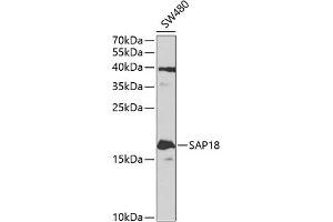 Western blot analysis of extracts of SW480 cells, using S antibody (ABIN1682621, ABIN3018891, ABIN3018892 and ABIN6220612) at 1:1000 dilution. (SAP18 anticorps  (AA 21-172))