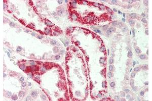 Rabbit Anti-GATM antibody  Formalin Fixed Paraffin Embedded Tissue: Human Kidney Primary antibody Concentration: 1:100 Secondary Antibody: Donkey anti-Rabbit-Cy3 Secondary Antibody Concentration: 1:200 Magnification: 20x Exposure Time: 0.