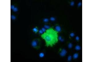 Anti-PEX5 mouse monoclonal antibody (ABIN2453449) immunofluorescent staining of COS7 cells transiently transfected by pCMV6-ENTRY PEX5 (RC202062). (PEX5 anticorps)