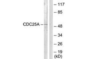 Western blot analysis of extracts from HepG2 cells, using CDC25A (Ab-124) Antibody. (CDC25A anticorps  (AA 90-139))