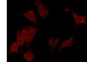 ABIN6269350 staining COS7 by IF/ICC. (PIN1 anticorps)