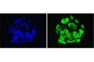 GLIS1 antibody (mAb) tested by Immunofluorescence.